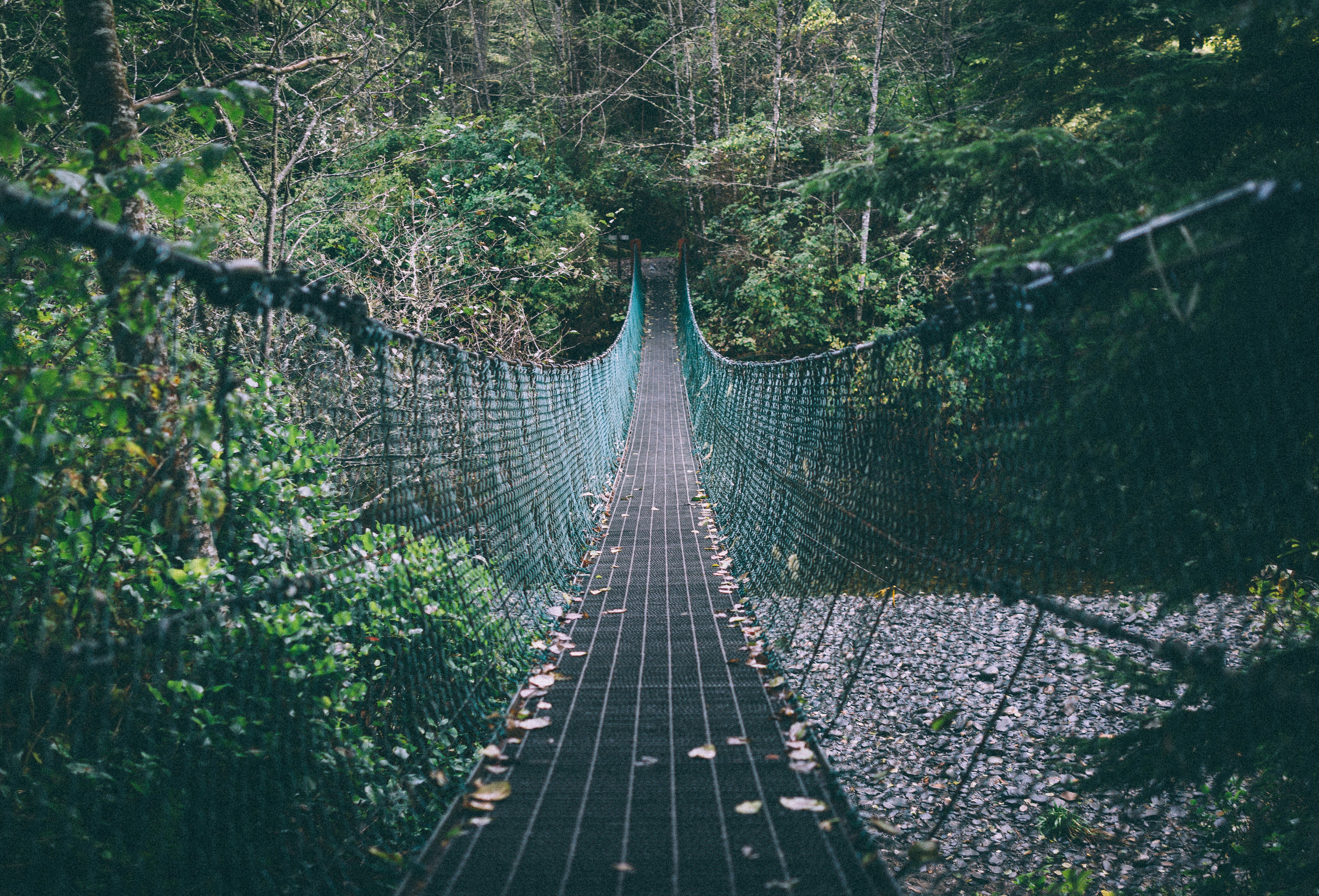 green and black hanging bridge